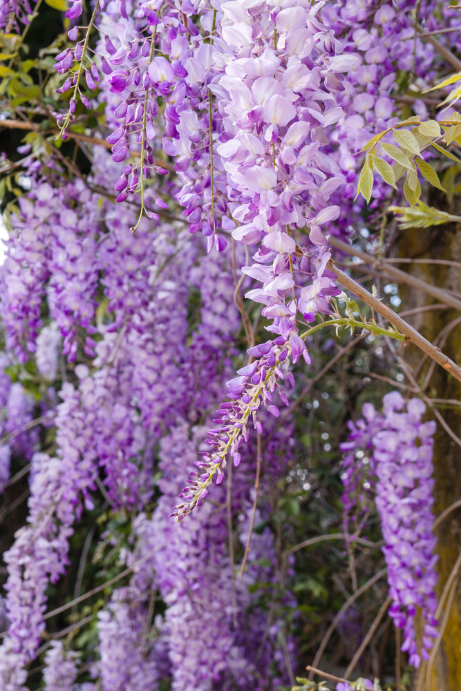 Wisteria sinensis - Seasonal Care Guide  Soto Gardens
