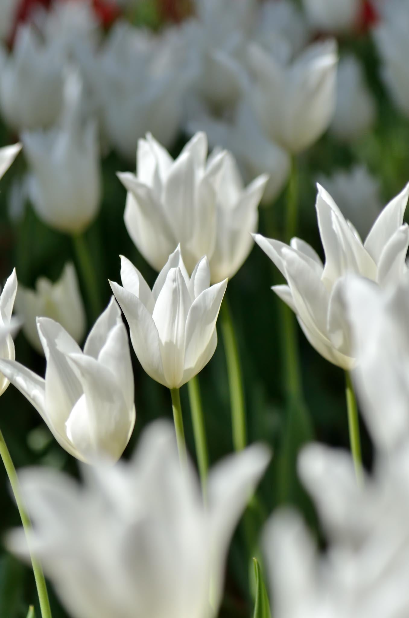 How to Grow and Care for Tulips