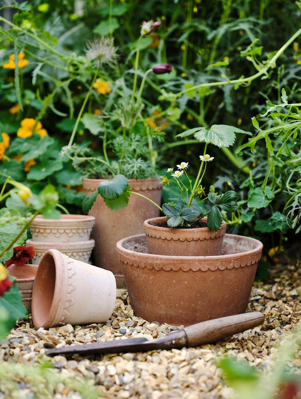 Copenhagen Bowl - Rosa