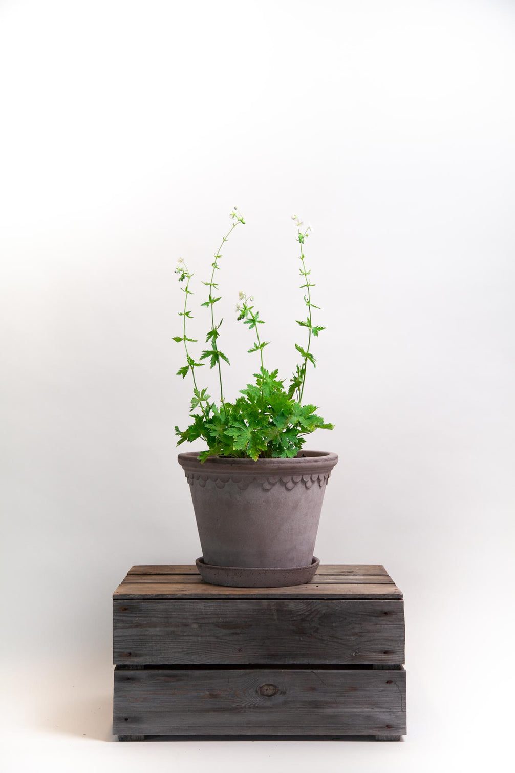 Geranium Album