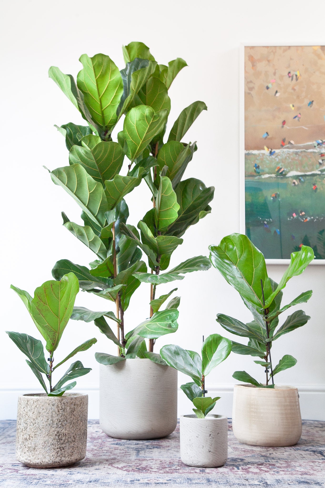 fiddle leaf fig wikipedia Fiddle Leaf Fig