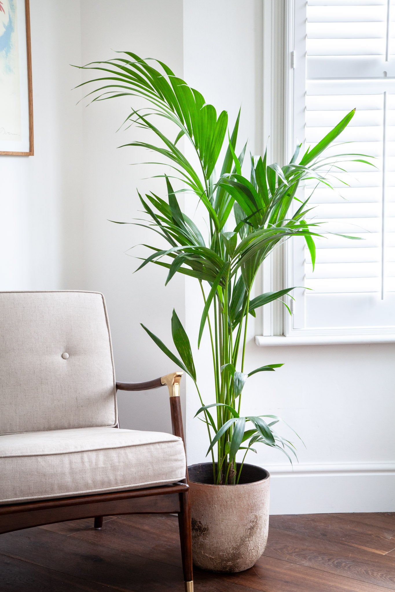 Kentia Palm
