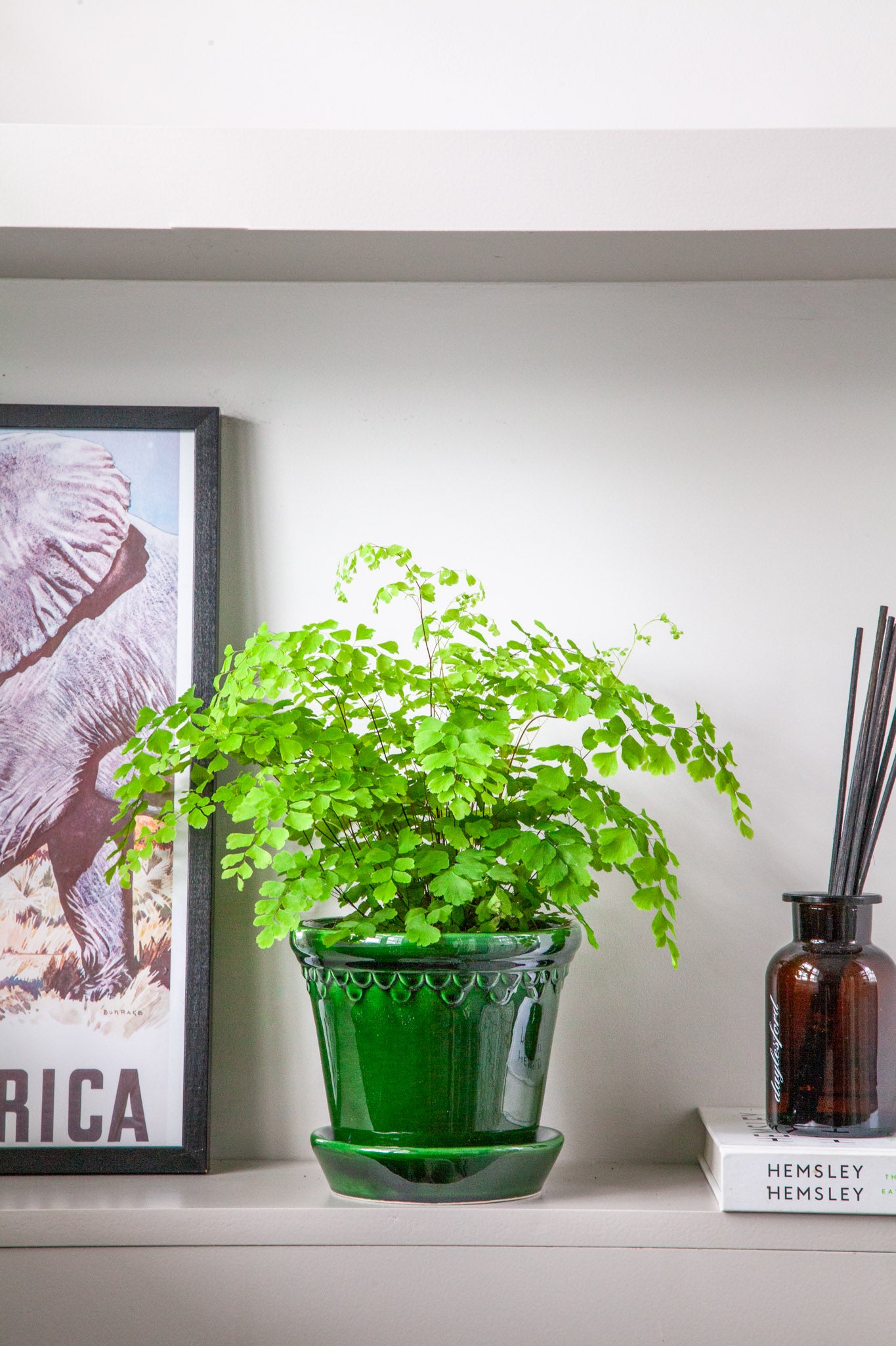 maidenhair indoor plant Maidenhair Fern