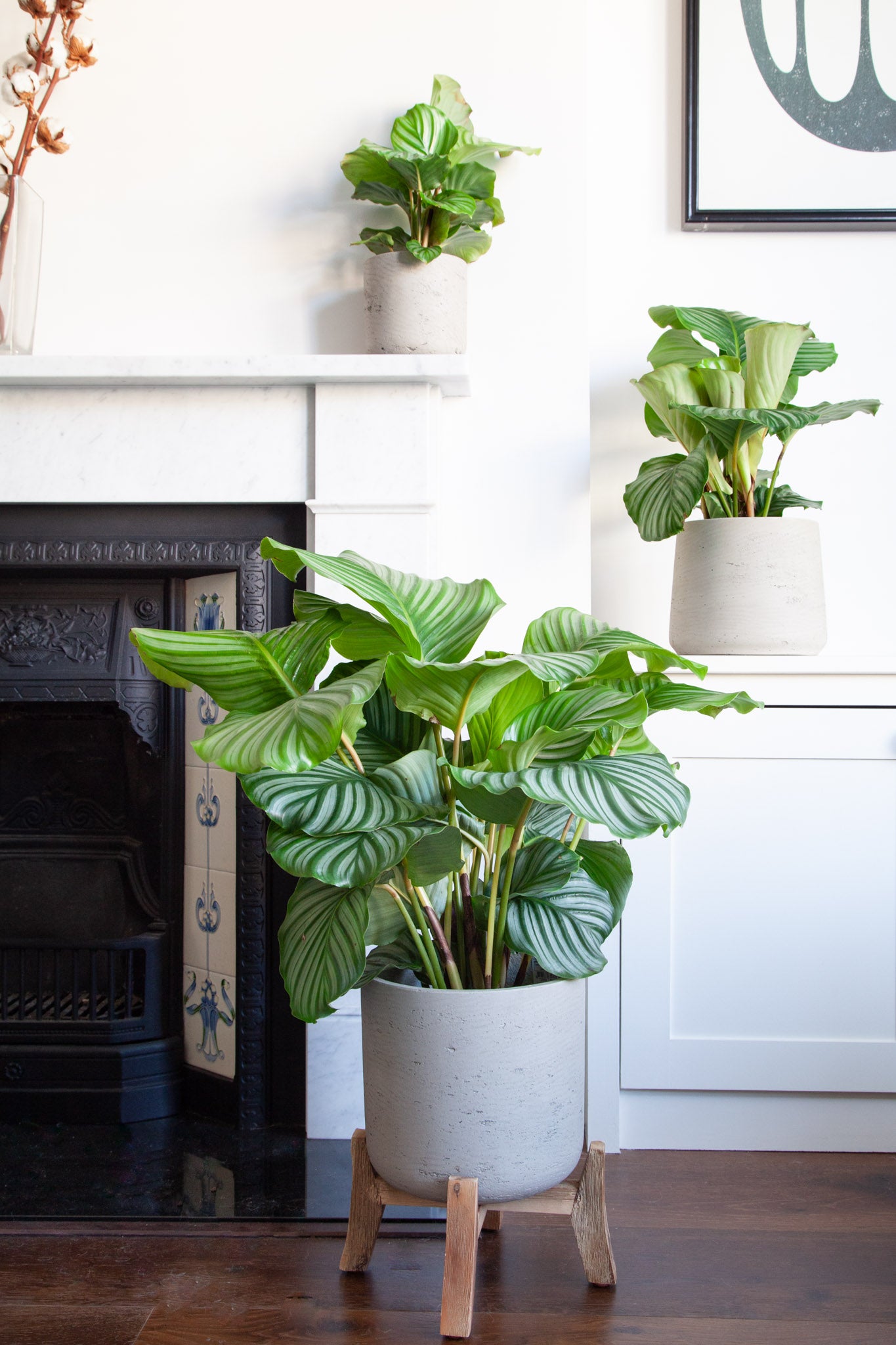 Calathea Orbifolia