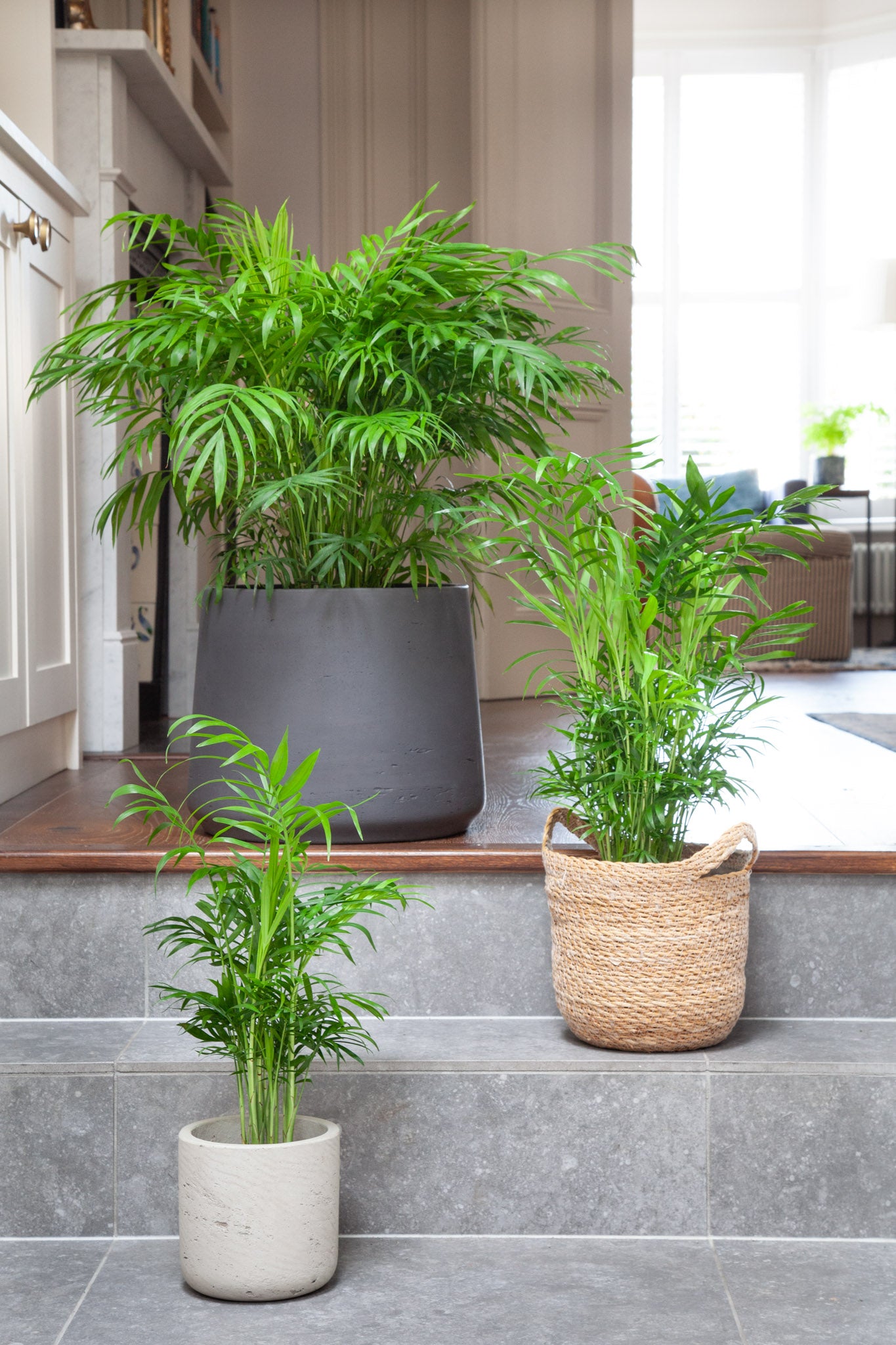 small parlor palm Parlour Palm