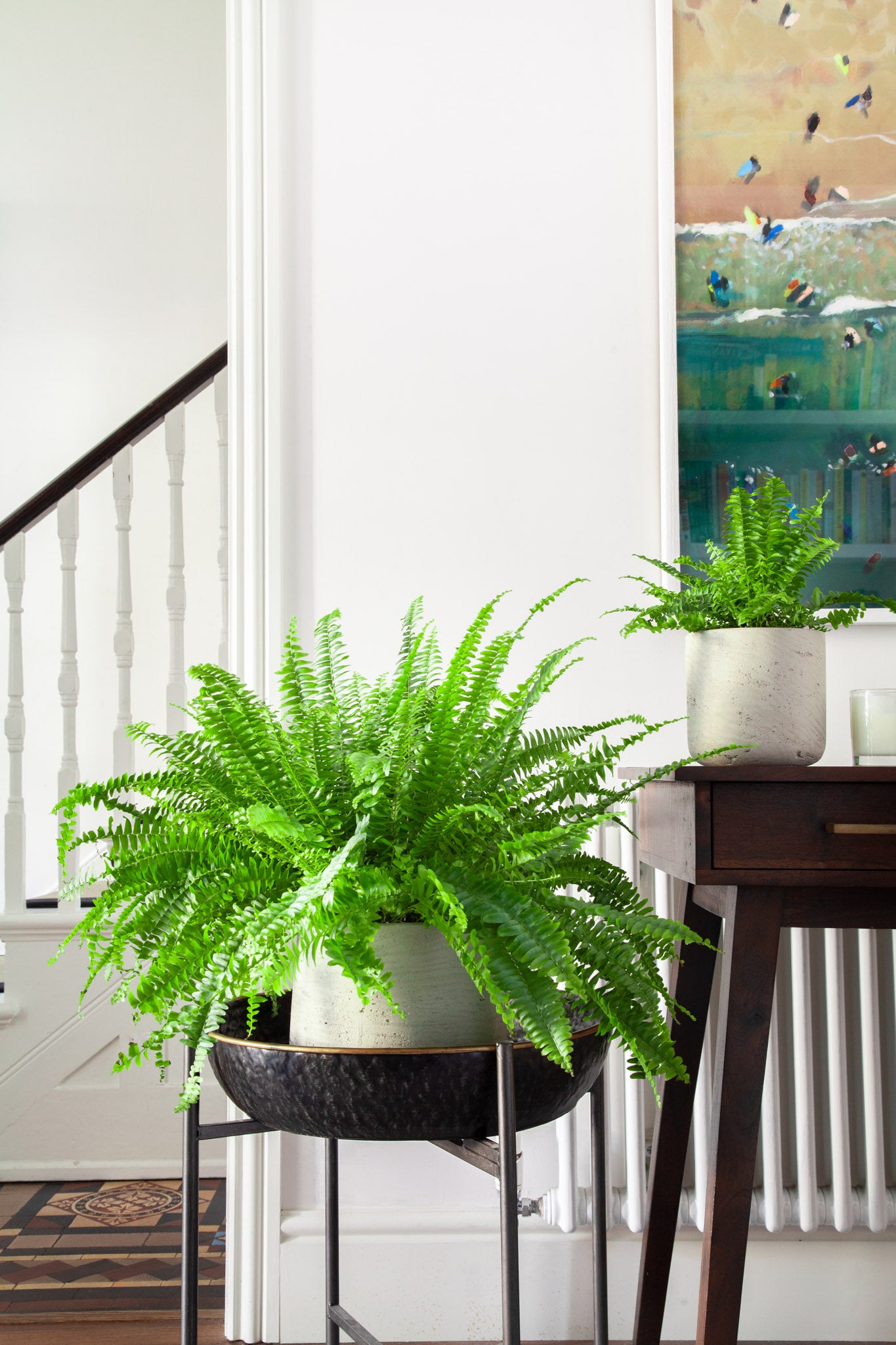 indoor plants fern Boston Fern