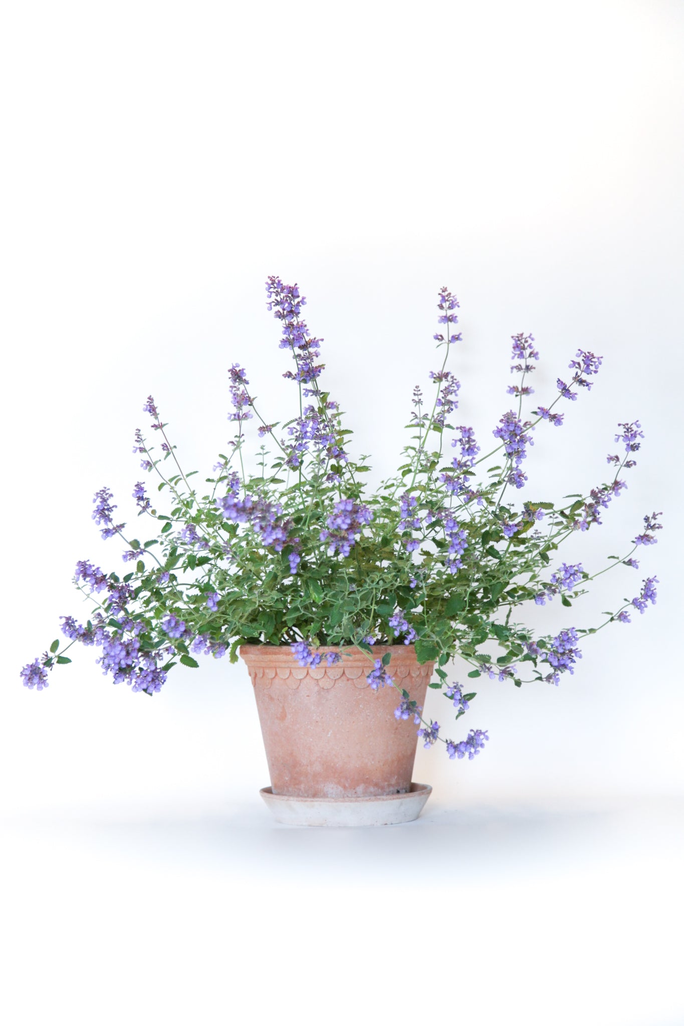 catmint indoor plant Catmint