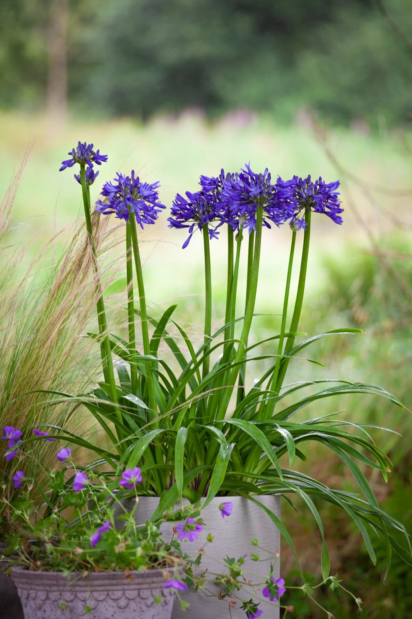 blue house plants Agapanthus Navy Blue – Soto Gardens