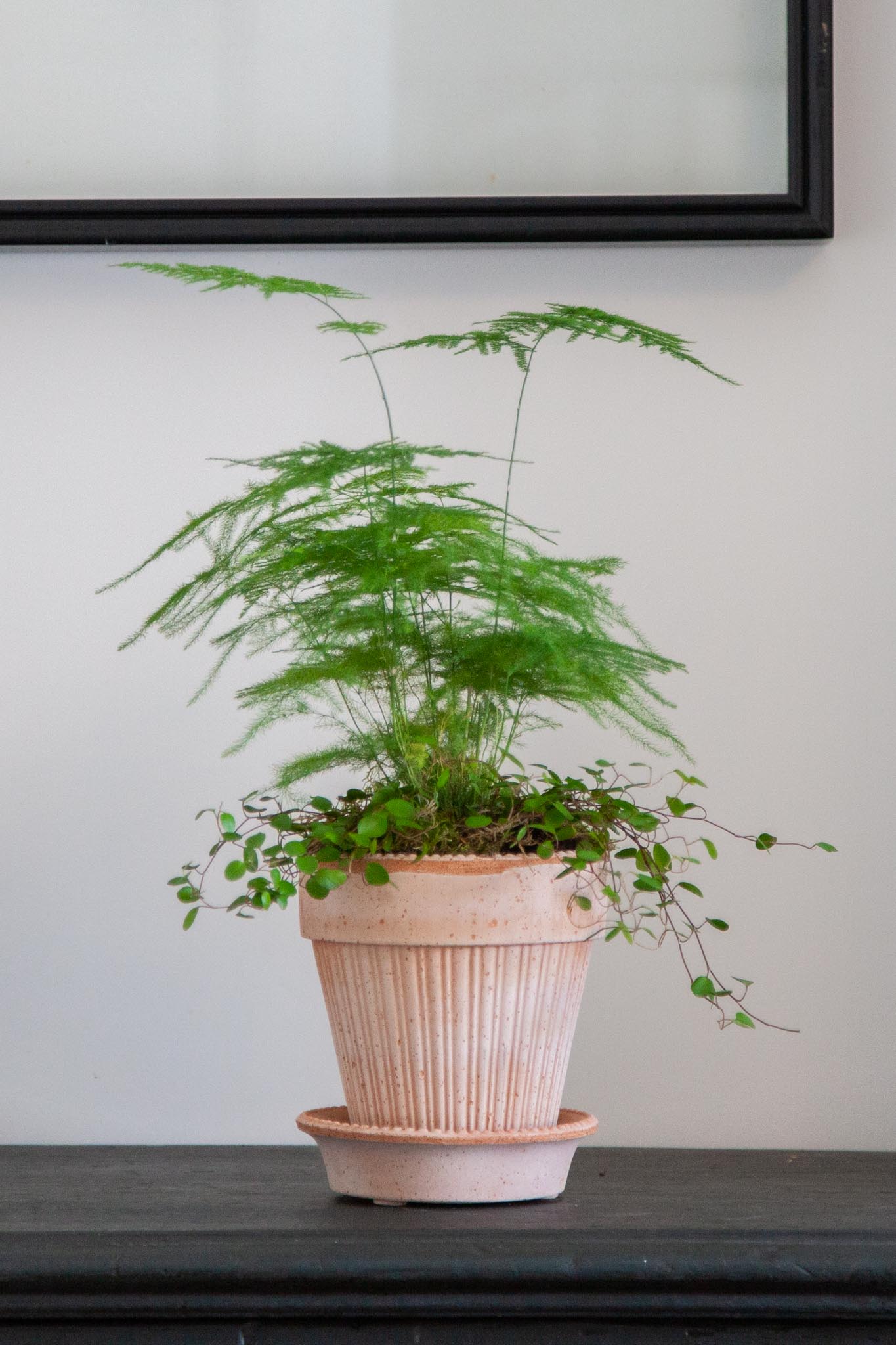 asparagus plant pot Asparagus Fern Pot Kit