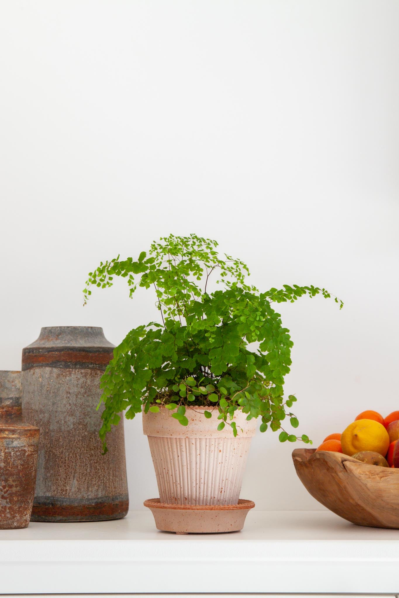 maidenhair fern potting mix Maidenhair Fern Pot Kit