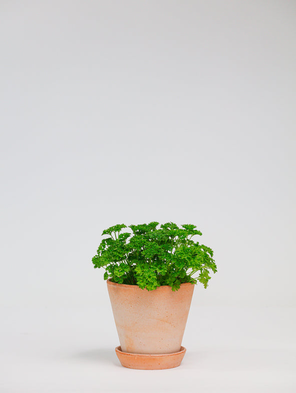 Parsley and Julie Terracotta pot.