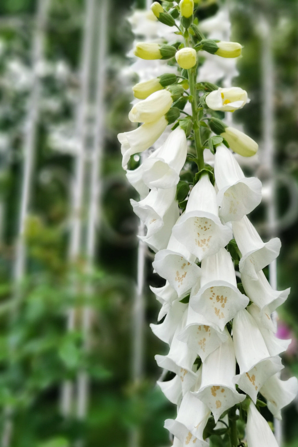 White Foxglove