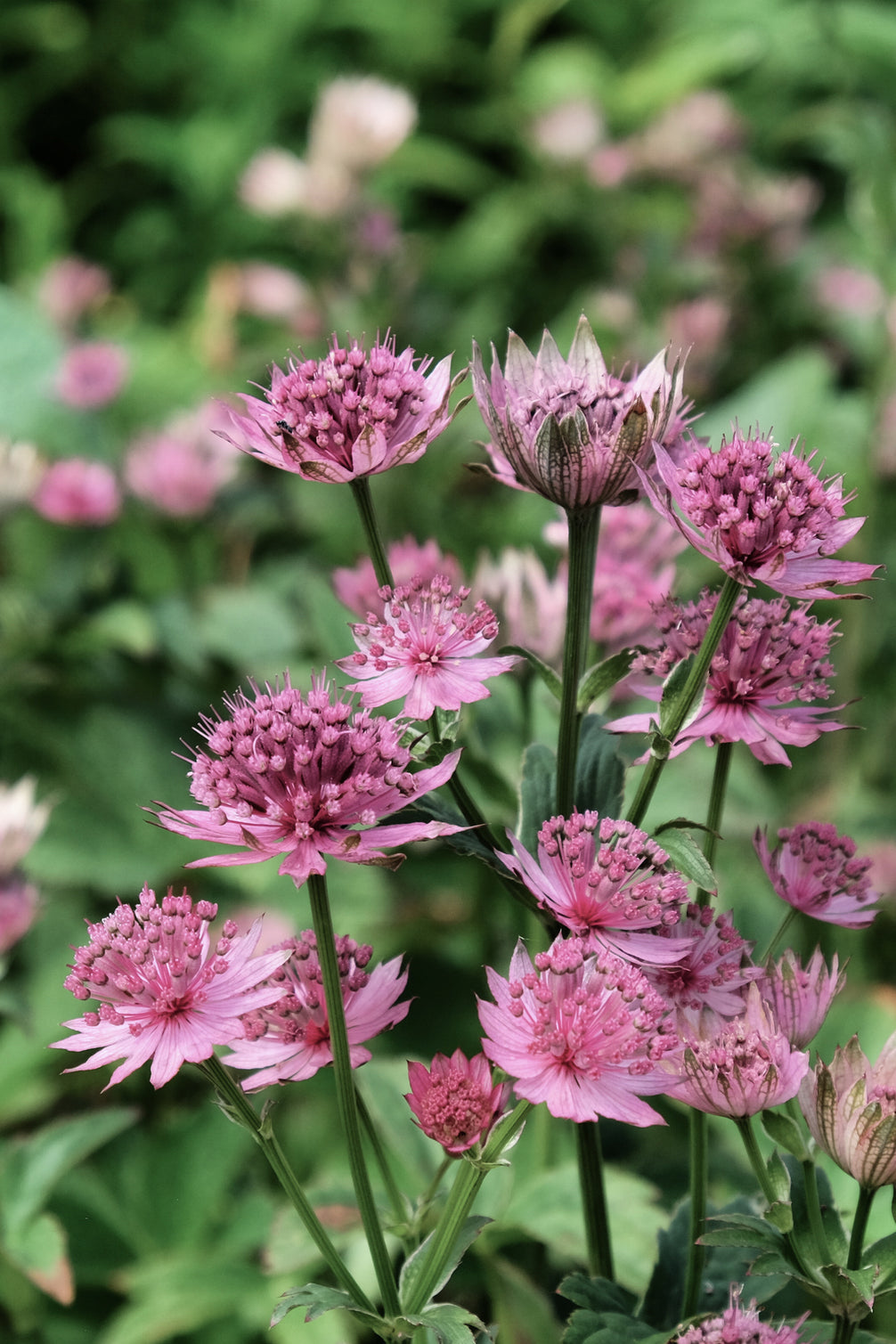 Astrantia Roma