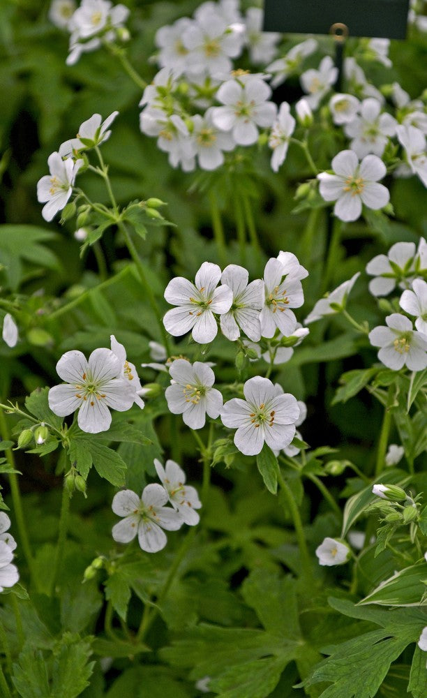 Geranium ‘Album’ - Seasonal Care Guide – Soto Gardens