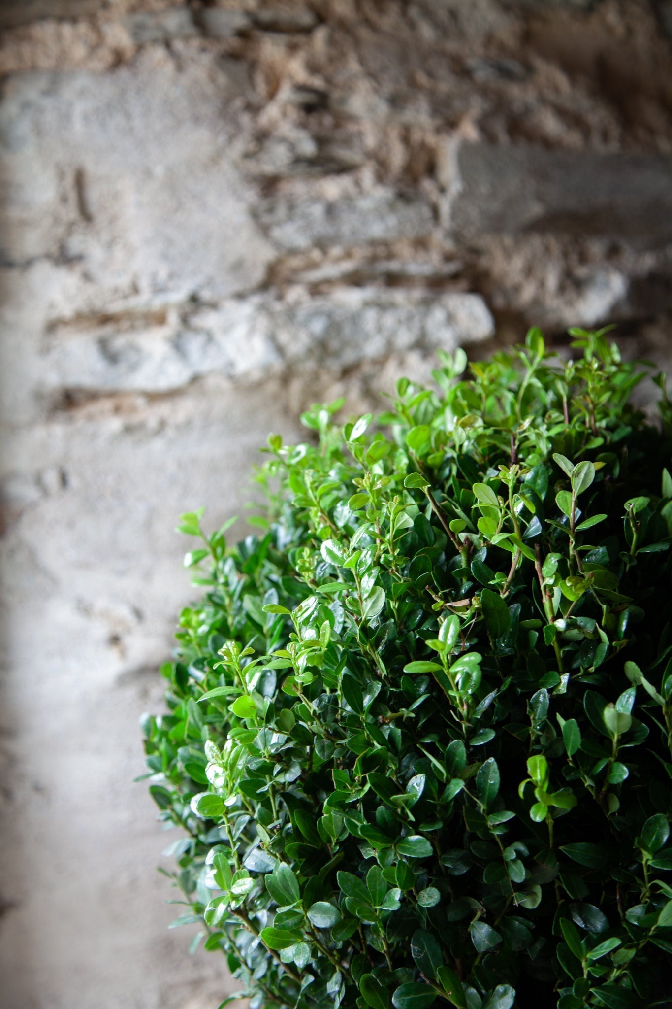 Ilex crenata - Seasonal Care Guide – Soto Gardens