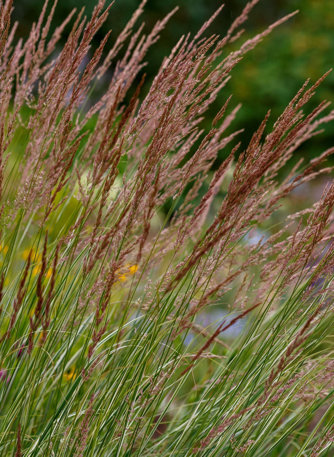 Feather Reed Grass - Seasonal Care Guide – Soto Gardens