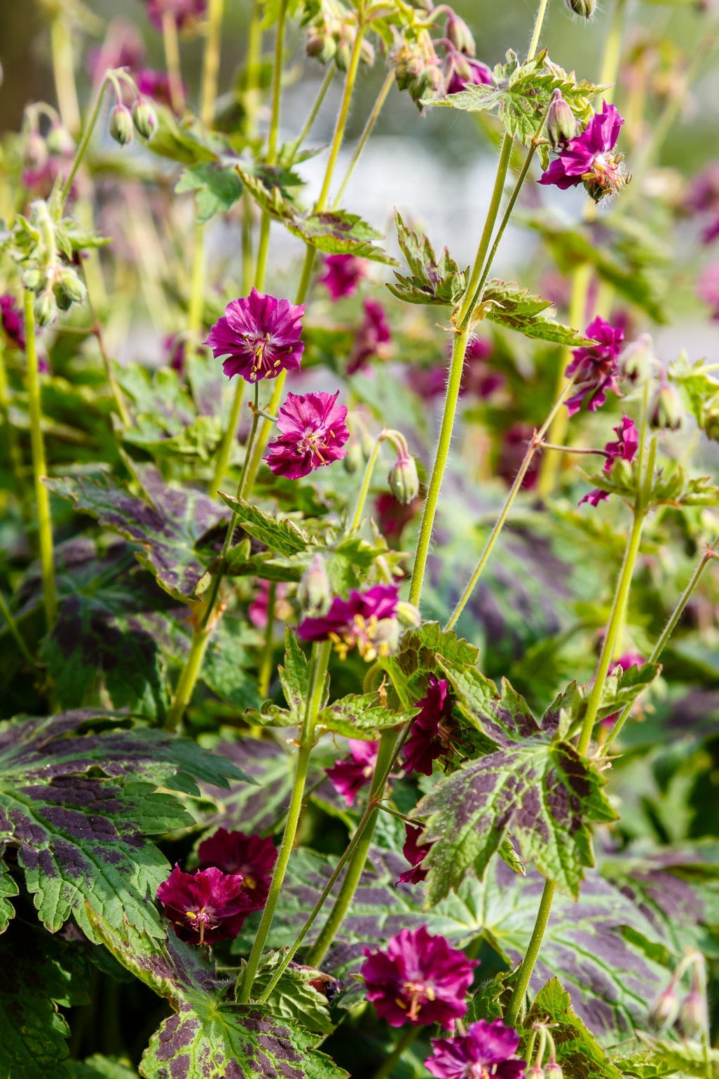 Geranium Samobor - Seasonal Care Guide – Soto Gardens