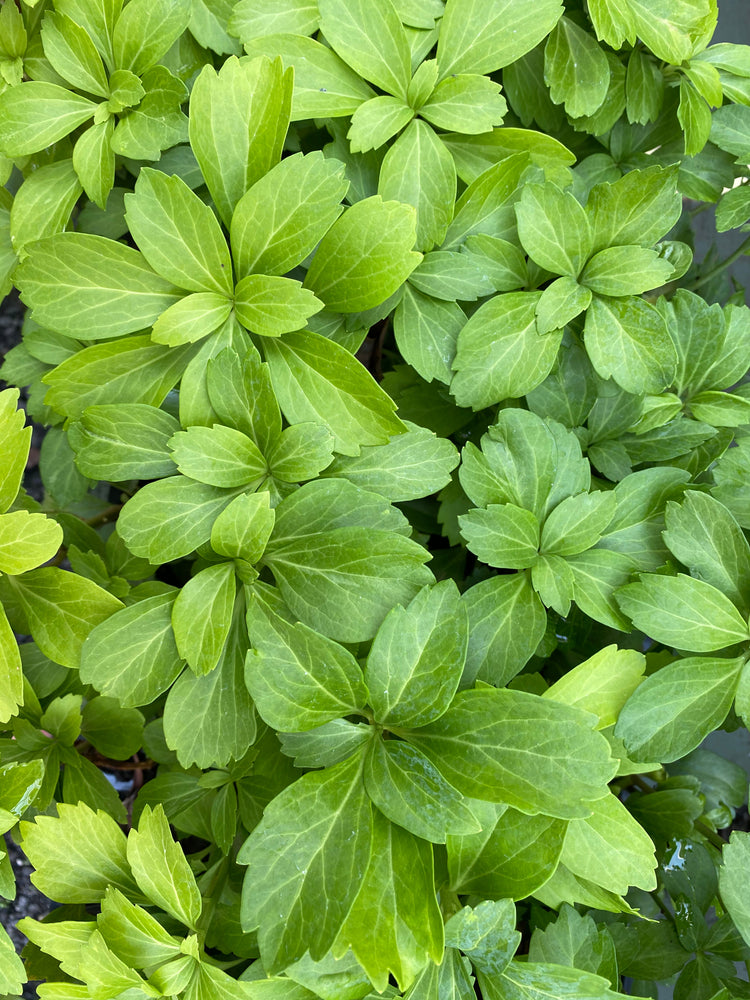 Green Carpet - Seasonal Care Guide – Soto Gardens