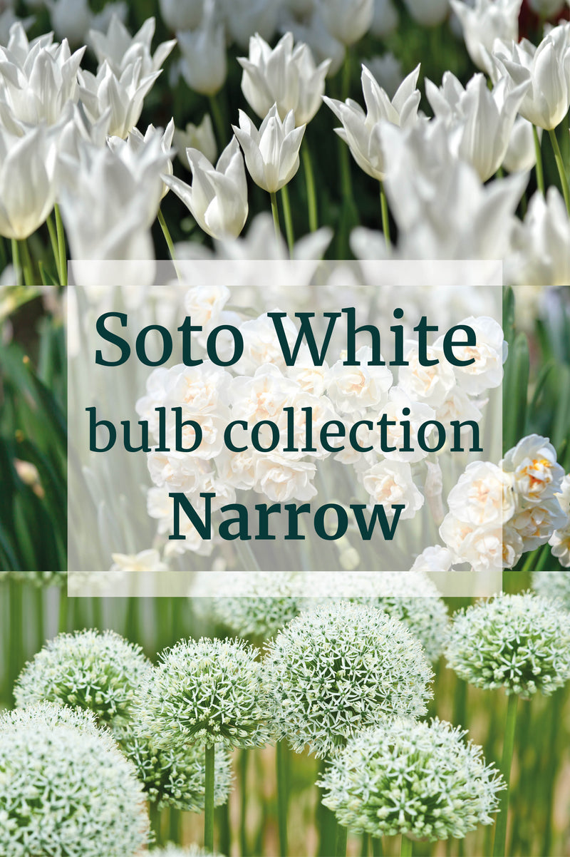 Soto White - Bulb Collection - Narrow