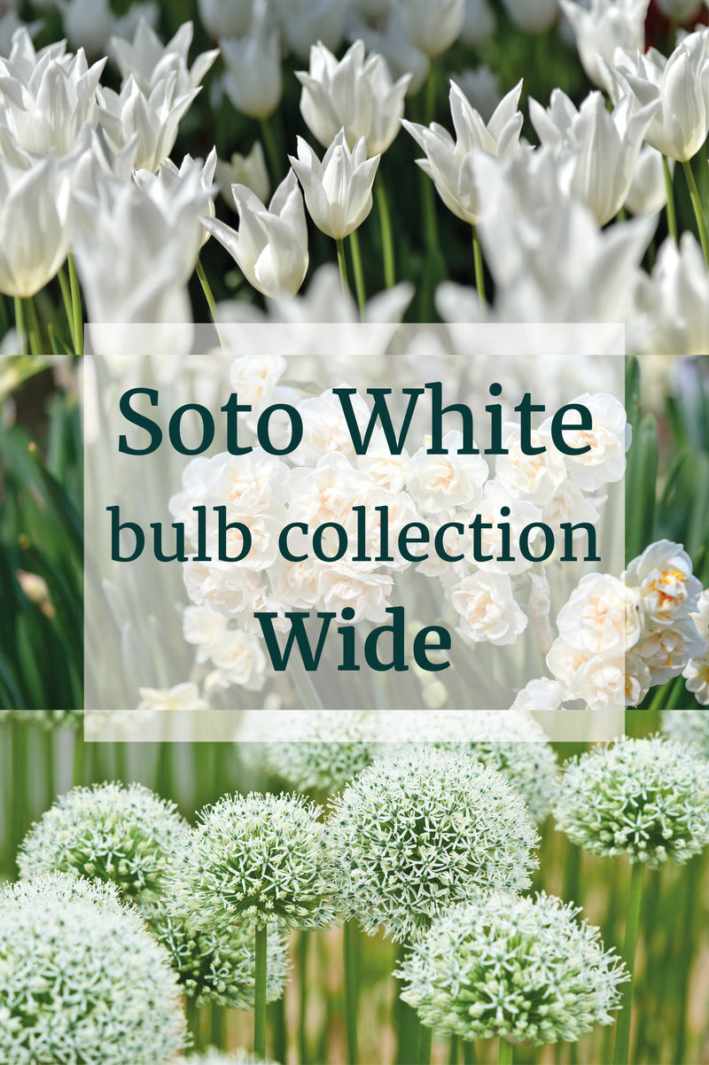 Soto White - Bulb Collection - Wide