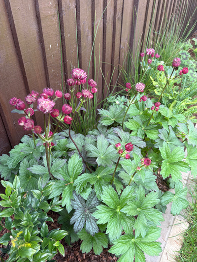 pink swiss cheese plant Swiss Cheese Plant