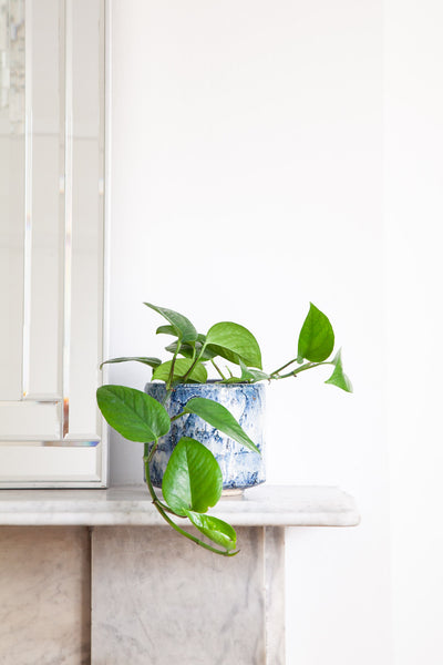 devil's ivy is money plant Devil's Ivy