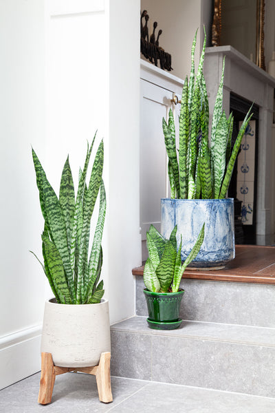 indoor planter for snake plant Snake Plant Green