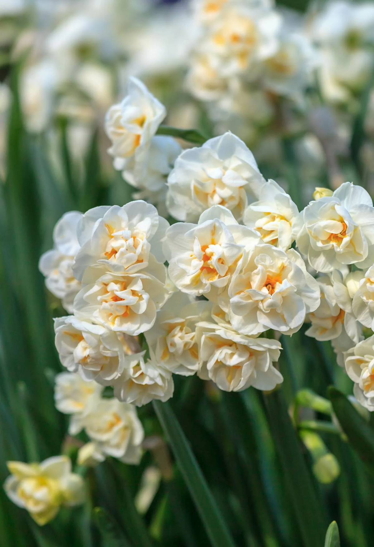 A Soto White border planted against a slatted timber fence