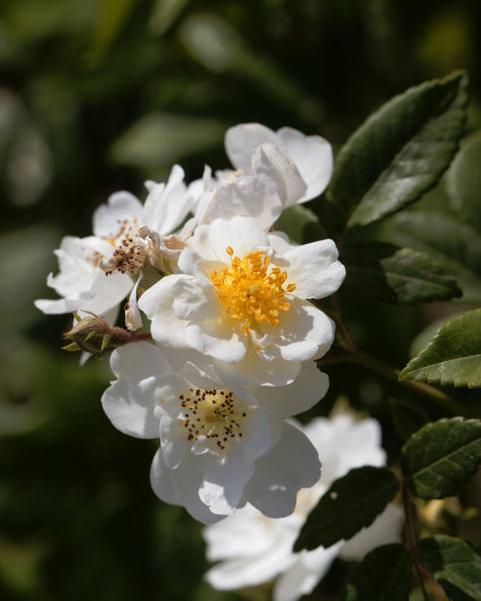 Rumbling Rector Róza Rambling Rector Rose - Rambler – Soto Gardens