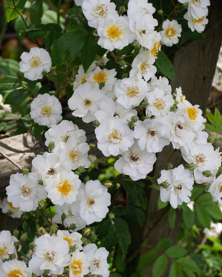 Rambling Rector Rose - Rambler – Soto Gardens
