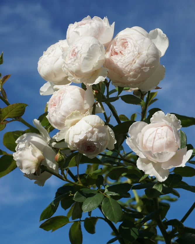 Earth Angel Rose - Soto Gardens