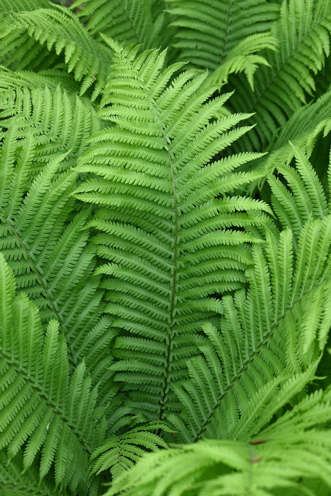 Ostrich Fern Soto Gardens