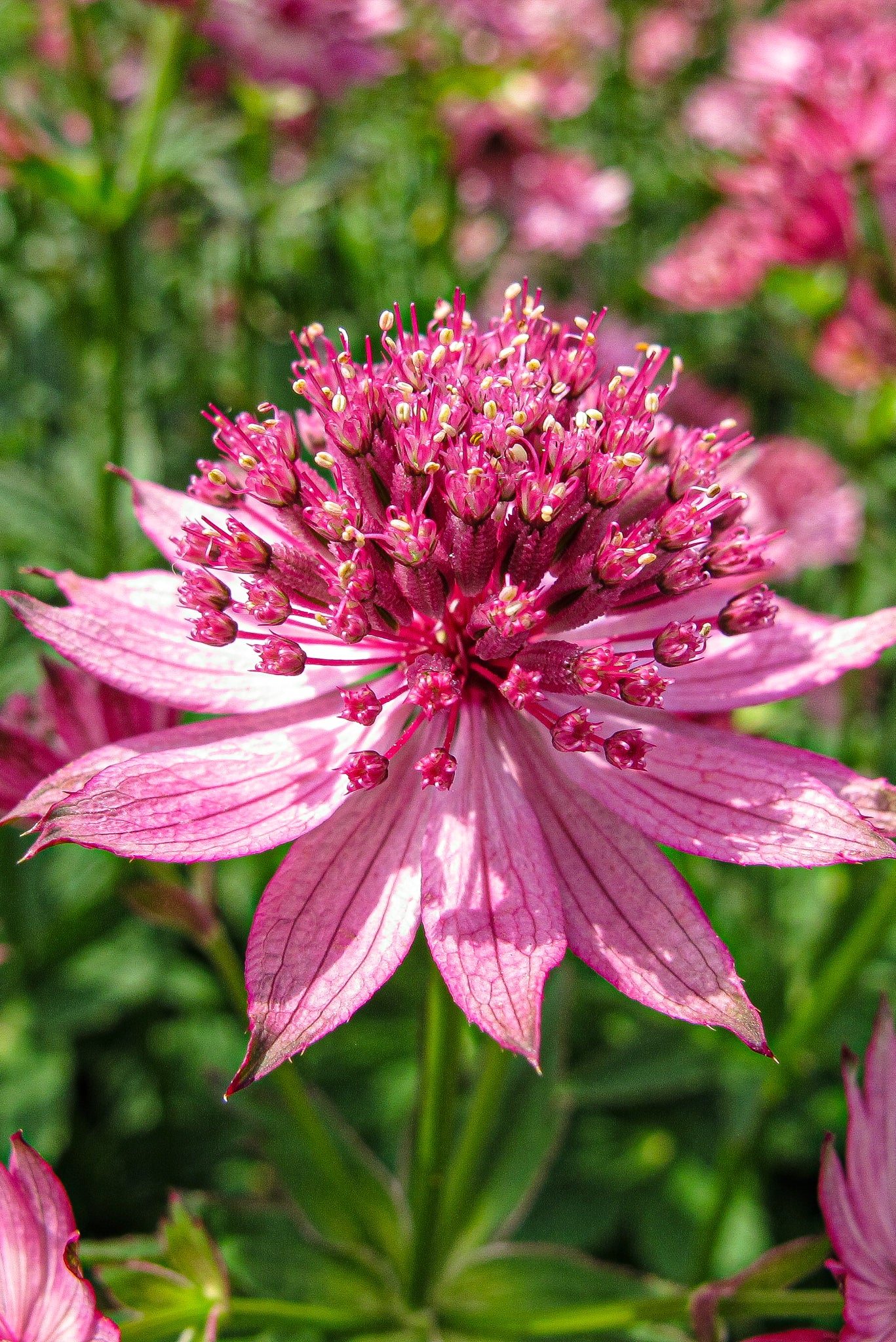 Astrantia Roma - Soto Gardens