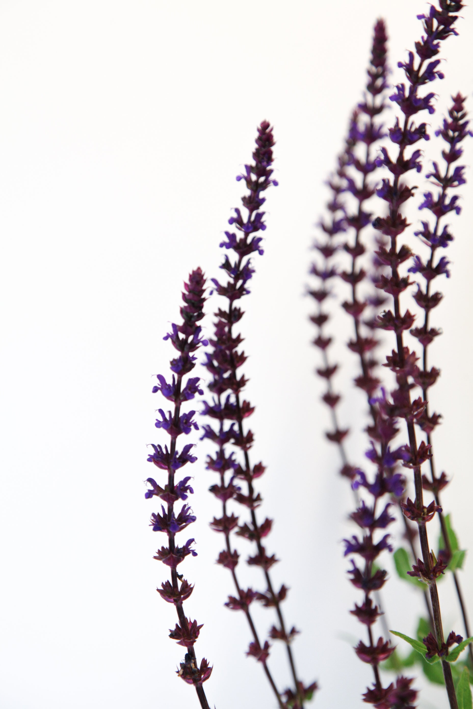 Salvia Caradonna - Soto Gardens