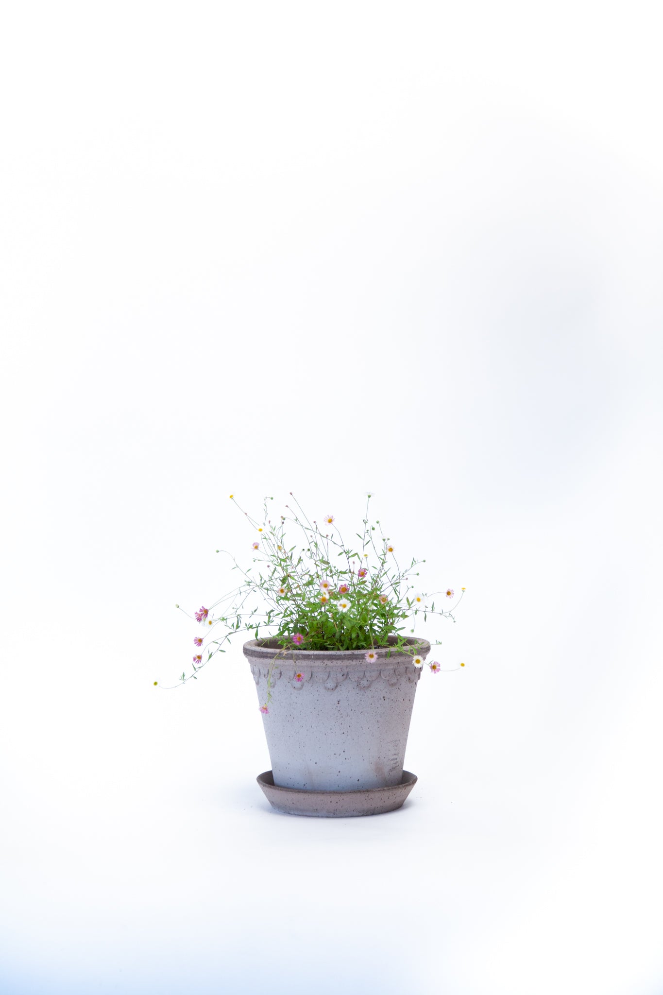 Australian Daisy - Soto Gardens