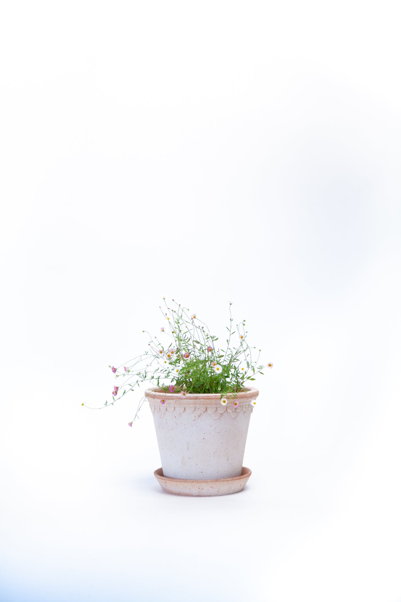 Australian Daisy - Soto Gardens