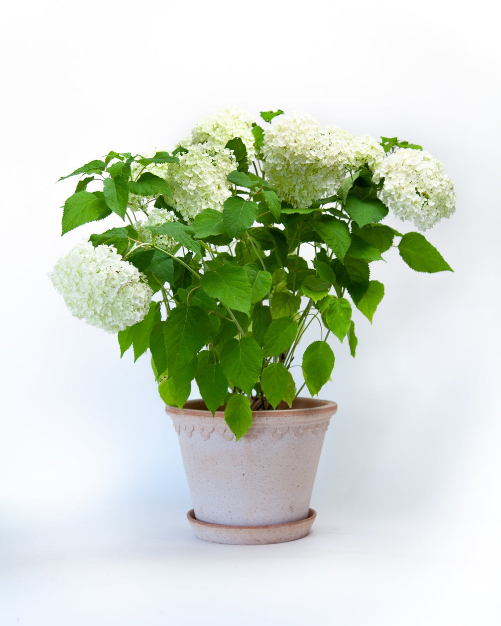 Hydrangea Annabelle