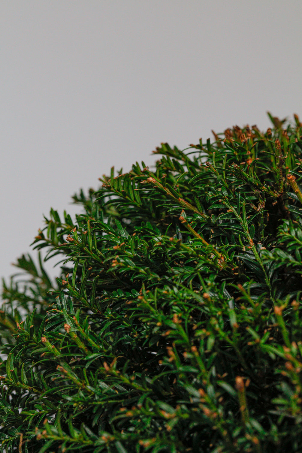 Taxus Dome - Large - 40cm
