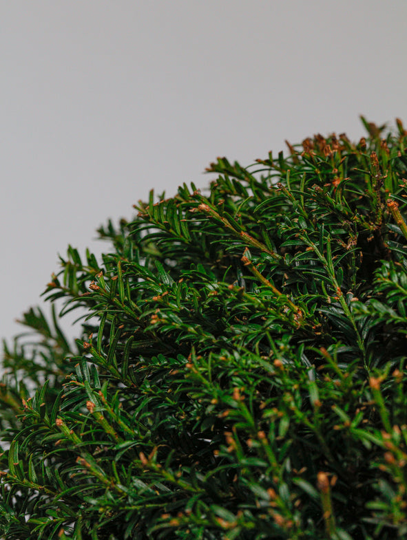 Soto Classic Collection Soto Gardens