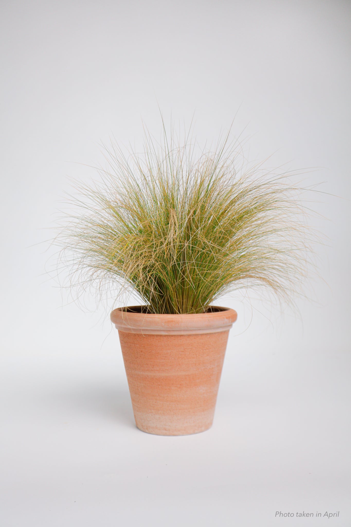 Etrusco Terracotta Pot - Soto Gardens