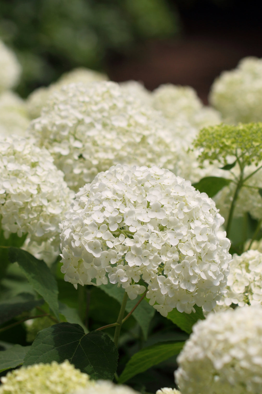 Hydrangea Strong Annabelle