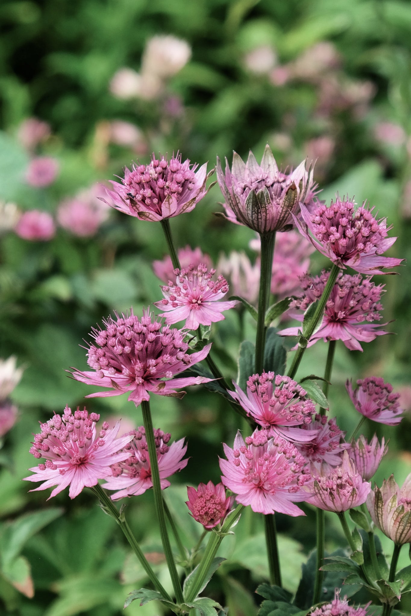 Astrantia Roma - Soto Gardens