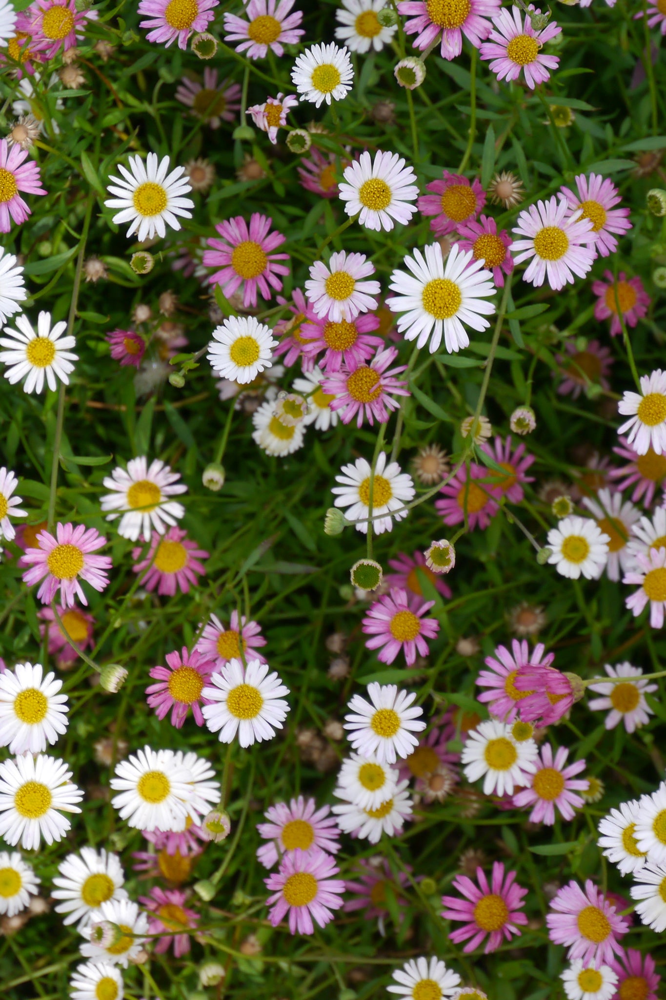 Australian Daisy - Soto Gardens