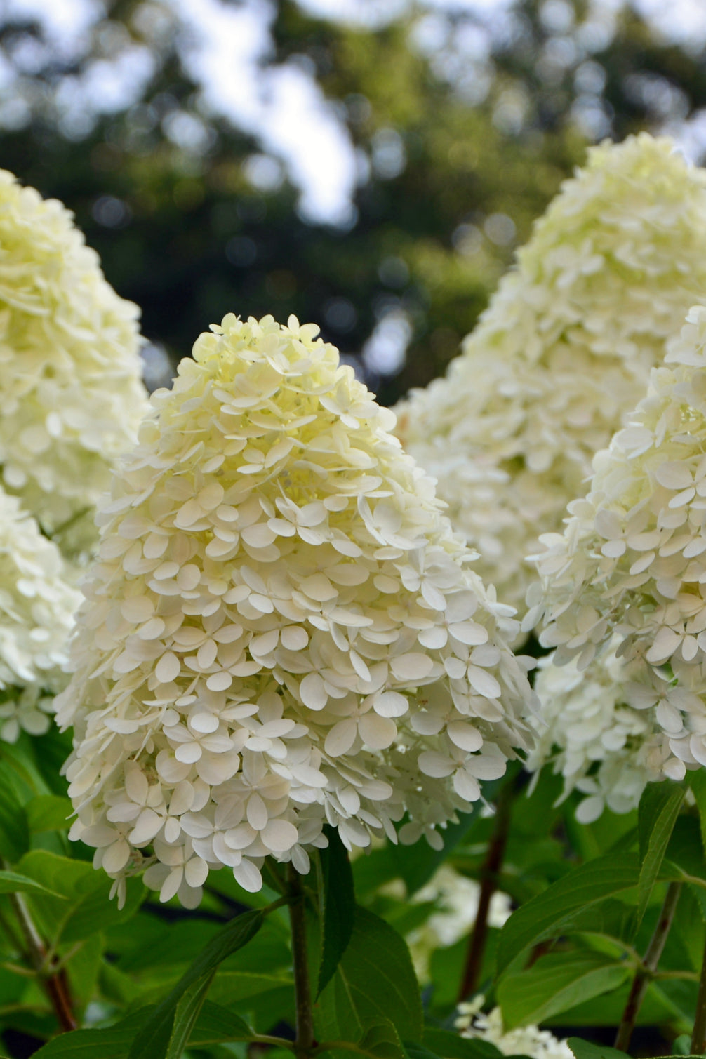 Hydrangea Limelight