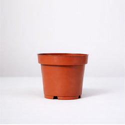 No Decorative Pot